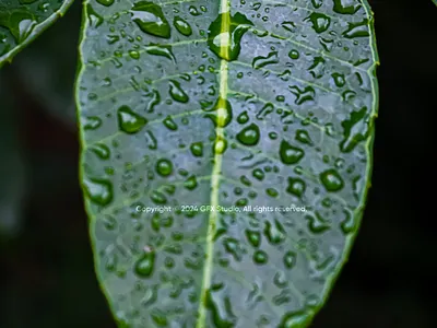 Stock:00002 ✨Rain-kissed Foliage: A Study in Nature’s Hydration environmental awareness freshness green leave greenerygems leaflove leafywonder nature naturecaptured naturephotography purity raindrop on leave raindrops rainydaymagic wellness
