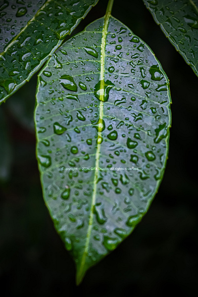 Stock:00002 ✨Rain-kissed Foliage: A Study in Nature’s Hydration environmental awareness freshness green leave greenerygems leaflove leafywonder nature naturecaptured naturephotography purity raindrop on leave raindrops rainydaymagic wellness