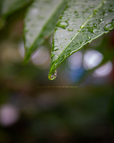 Stock:00003✨Pristine Droplet on Verdant Leaf🍃 botanical beauty close up dew fresh leaves freshness green leaf greenery leaf reflection leaf surface leaf texture leaf veins macro detail macro photography natural elegance nature purity raindrops water beads water droplet