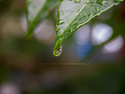 Stock:00003✨Pristine Droplet on Verdant Leaf🍃 botanical beauty close up dew fresh leaves freshness green leaf greenery leaf reflection leaf surface leaf texture leaf veins macro detail macro photography natural elegance nature purity raindrops water beads water droplet