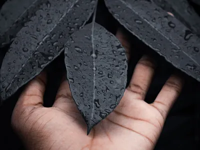 Stock:00005 ✨Nature’s Touch: Raindrops on Leaf 🍂 greenery human hand leaf leaf on hand macro photography nature raindrop on leaf raindrops tranquility water drops