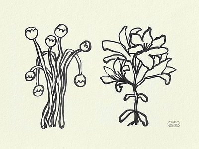 Flower ink sketch botanic drawing flower graphic illustration illustrator ink summer