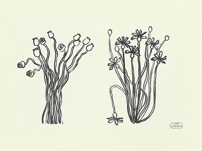 wild flowers ink sketch botanic drawing floral flower illustration illustrator ink summer wild flowers
