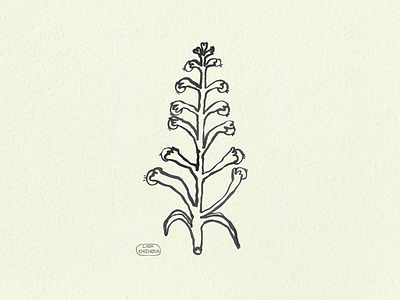 Floral ink sketch drawing flower illustration illustrator ink sketch wild flower