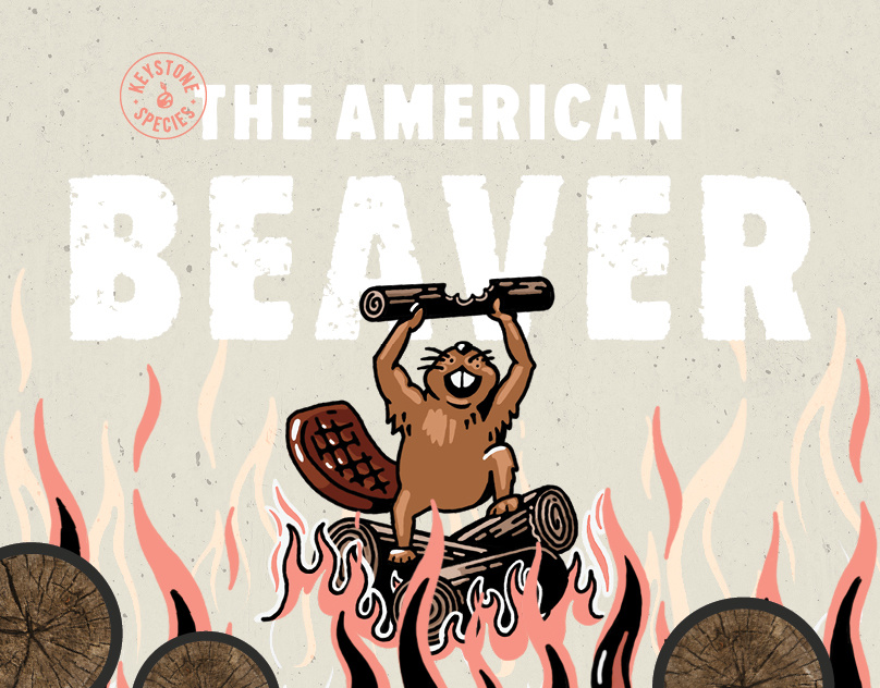 Keystone Species - Beaver