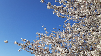 Cherry Blossoms at the Tidal Bay graphic design photography