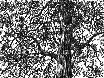 Shady Row art artist artwork drawing hand drawn illustration ink landscape plants tree