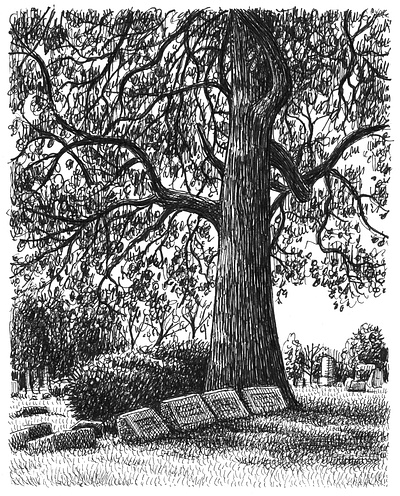 Shady Row art artist artwork drawing hand drawn illustration ink landscape plants tree