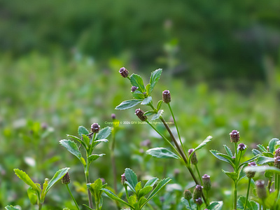 Stock:00006 ✨ Serene Greenery: Budding Flora in Natural Habitat. beauty buds flora flowers green greenery growth leaves macro macro photography nature photography plant plant life springtime