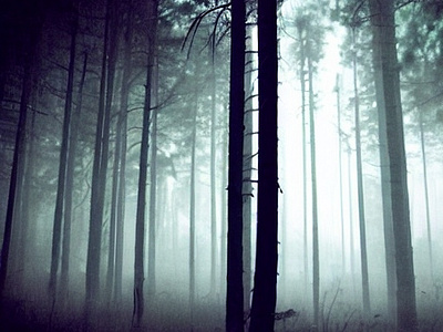Pine-Dark-Forest