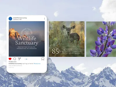 Wildlife Sanctuary Branding branding graphic design