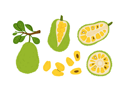 Jackfruit set cartoon concept design exotic flat food fruit illustration jackfruit sweet tropical vector