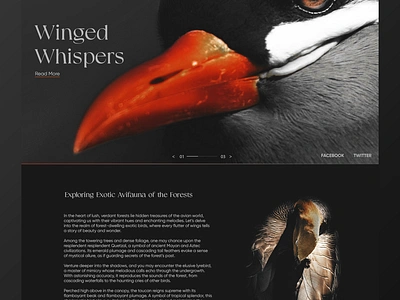 Winged Whispers graphic design ui ux web design