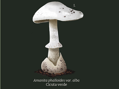 TOXIC MUSHROOMS IN CANTABRIA illustration scientific illustration