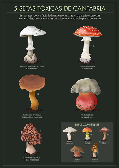 TOXIC MUSHROOMS IN CANTABRIA illustration scientific illustration