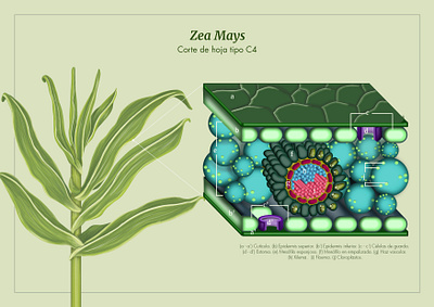 Zea Mays leaf structure illustration scientific illustration