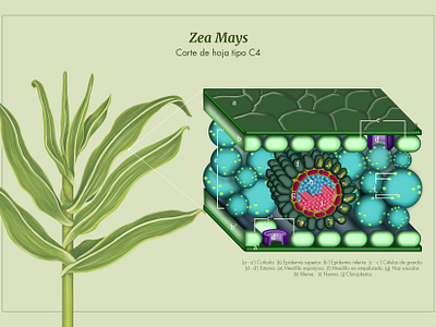 Zea Mays leaf structure illustration scientific illustration