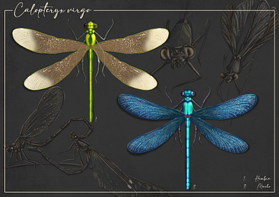 Calopteryx virgo sexual dimorphism illustration scientific illustration