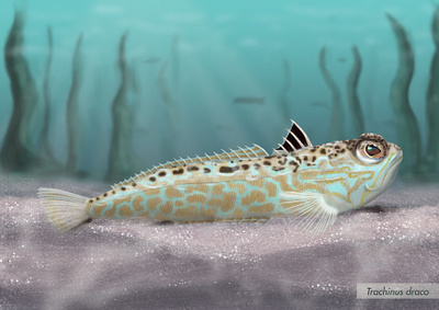 Trachinus draco illustration scientific illustration