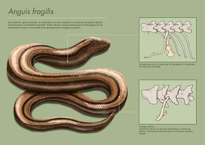 Anguis fragilis vestiges of leg bones illustration scientific illustration