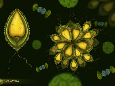 Synura uvella illustration scientific illustration