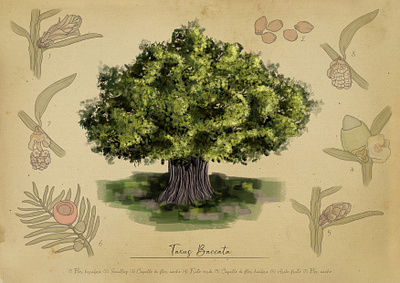 Taxus baccata flower's cycle illustration scientific illustration