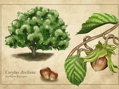 Corylus avellana illustration scientific illustration