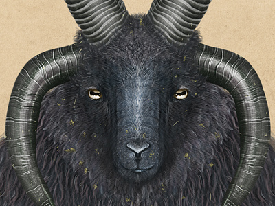 Hebridean sheep illustration scientific illustration