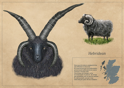 Hebridean sheep illustration scientific illustration