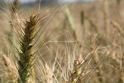 Stock:00009 ✨A close-up of wheat stalks with a blurred wheat fie golden crops