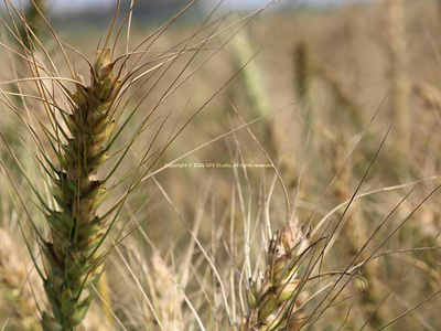 Stock:00009 ✨A close-up of wheat stalks with a blurred wheat fie golden crops