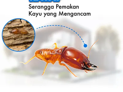 Termite Pest Control termit pestcontrol