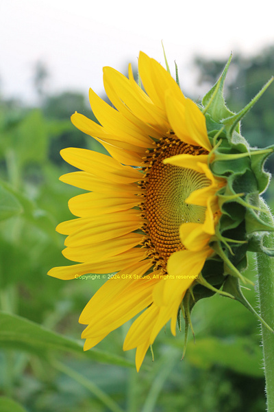 Stock:00010 ✨A side view of one Sunflower with blue background garden