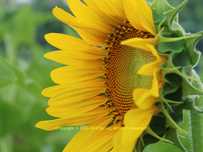 Stock:00010 ✨A side view of one Sunflower with blue background garden