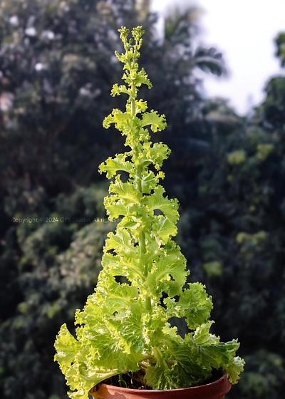 Stock:00011 ✨Lettuce in a tub over nature blur background sustainable living