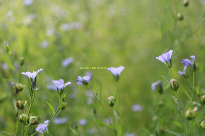 Stock:00012 ✨Linum usitatissimum, Pale Blue Common Flax Plant in renewal