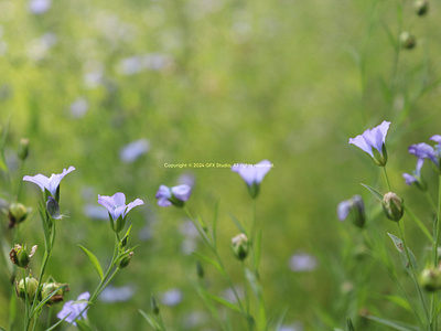 Stock:00012 ✨Linum usitatissimum, Pale Blue Common Flax Plant in renewal