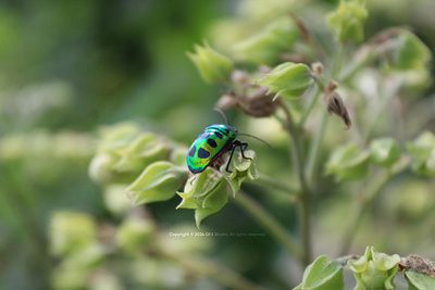 Stock:00013 ✨Vibrant Jewel Beetle on Spring Blossoms macro photo biodiversity conservation bug buttle