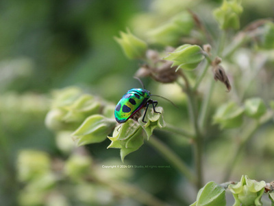 Stock:00013 ✨Vibrant Jewel Beetle on Spring Blossoms macro photo biodiversity conservation bug buttle