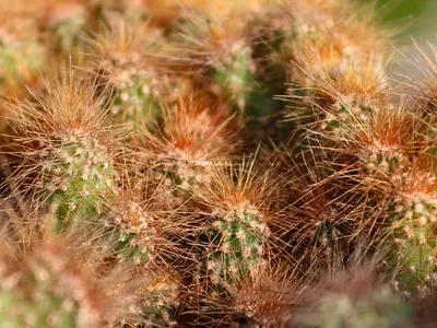 Stock:00014 ✨Portrait of Clump of Brown Haired Cactus plant macro.