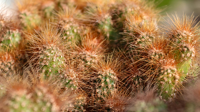 Stock:00014 ✨Portrait of Clump of Brown Haired Cactus plant macro.