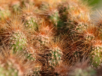 Stock:00014 ✨Portrait of Clump of Brown Haired Cactus plant macro.