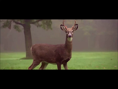 Deer in Jungle-After Effect Animation animation motion graphics