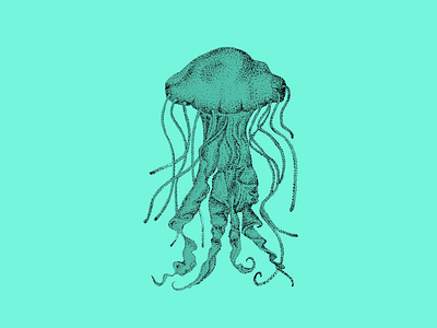 Jellyfish Illustration beach design drawing illustration ink jellyfish nautical ocean pen pen and ink pointilism sea sea life shore spot illustration stippling