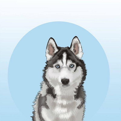 Husky illustration