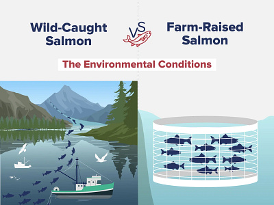 Wild-Caught vs Farm-Raised Salmon Infographic farm raised salmon farmed salmon graphic design salmon infographic wild caught salmon wild salmon