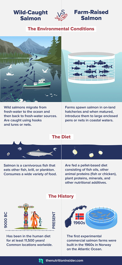 Wild-Caught vs Farm-Raised Salmon Infographic farm raised salmon farmed salmon graphic design salmon infographic wild caught salmon wild salmon