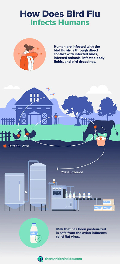 Bird Flu Found in Milk Infographic avian flu avian flu infographic bird flu flu flu in milk graphic design