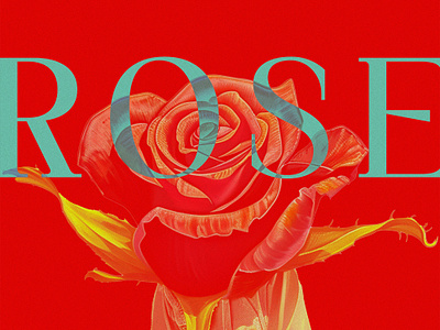 Rose bloom floral flower illustration flower poster flowers illustration illustrator poster red red design red poster rose rose poster roses