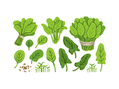 Fresh spinach set bunch cartoon collection concept design flat food greens illustration leaves set spinach vector